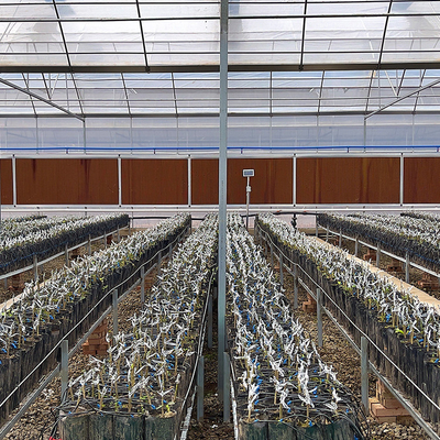 El plástico transparente crece el invernadero plástico del túnel/del túnel de la granja de la agricultura