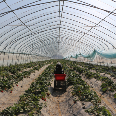túnel plástico de la longitud del 100m alto que cultiva el invernadero de la película de polietileno para el crecimiento de cosecha