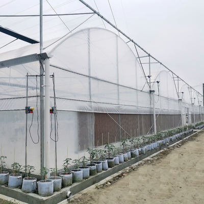 invernadero multi estándar del palmo de la película de 0.2m m para las flores vegetales de las frutas