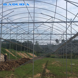 Invernadero multi del palmo del control de la temperatura del invernadero de la ventilación natural de la agricultura