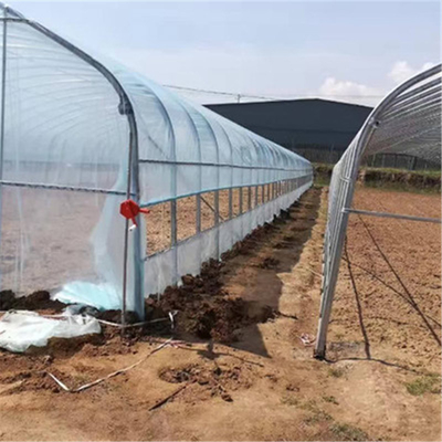 Altas verduras del túnel que plantan el invernadero vegetal de la película plástica del túnel del solo palmo