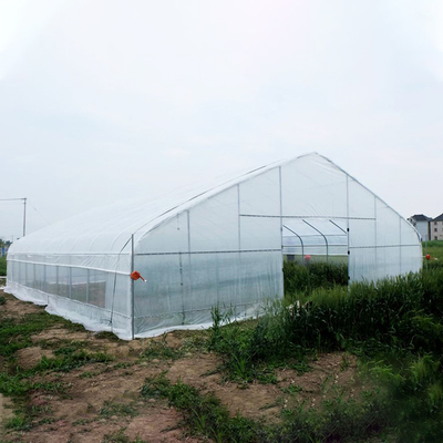 Invernadero plástico del solo del palmo del túnel de la fresa PE túnel agrícola del invernadero