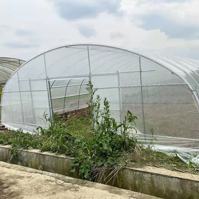 Fresa que crece el solo invernadero del palmo de la ventilación lateral para la agricultura