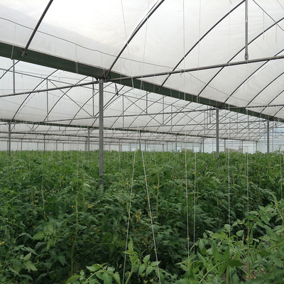 Invernadero plástico resistente de la estructura fuerte/invernadero plástico del tomate