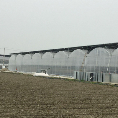 Invernadero de gran tamaño de la película plástica/invernadero los 20m - el 100m de la agricultura largo