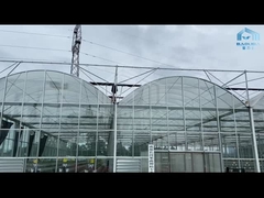 Invernadero de cristal automático de Venlo Multispan de la flor del pepino del tomate del hidrocultivo