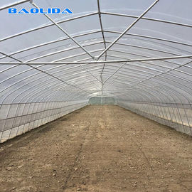 Calidad  Tomato Growing Naturally Ventilated Greenhouse Plastic Film Greenhouse fábrica