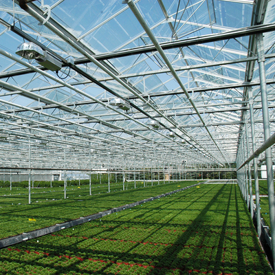 Invernadero automatizado de la pared de vidrio del hidrocultivo de la planta para la fresa del tomate