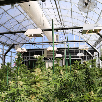 Dep Blackout System Greenhouse ligero auto 100% crecimientos de la marijuana que sombrean
