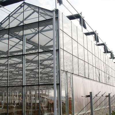Plantas de la agricultura que crecen el invernadero de cristal de Venlo del palmo multi con el cojín de enfriamiento