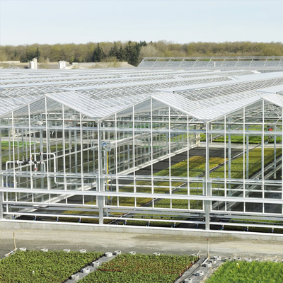 El hidrocultivo vegetal Venlo moderó el invernadero de cristal Multispan para el crecimiento del tomate