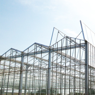 El hidrocultivo vegetal Venlo moderó el invernadero de cristal Multispan para el crecimiento del tomate