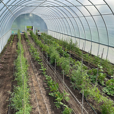 Invernadero plástico del alto del aro túnel económico de la agricultura los 60m