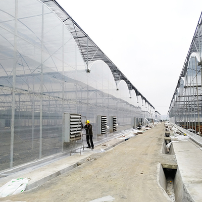 Paseo galvanizado en invernadero multi plástico del palmo de la casa del túnel de Multispan los 5.3m