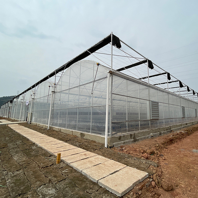 Invernadero agrícola de la película plástica del palmo multi modificado para requisitos particulares para el establecimiento del tomate