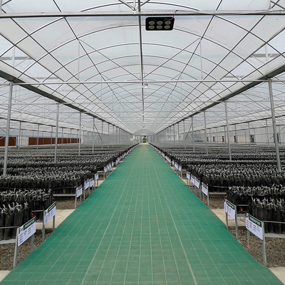 Alto túnel agrícola de la circulación de aire de los canales del túnel que crece el invernadero multi del palmo de los 8m
