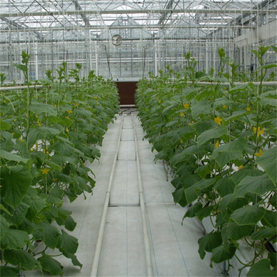 Invernadero de cristal automático de Multispan del arco de la película de la flor del pepino del tomate del hidrocultivo