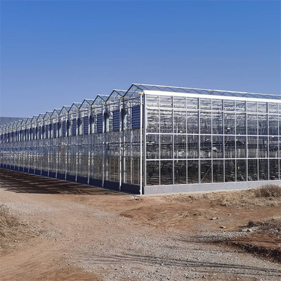 Invernadero de cristal automático de Venlo del palmo multi de la agricultura para el crecimiento de verduras