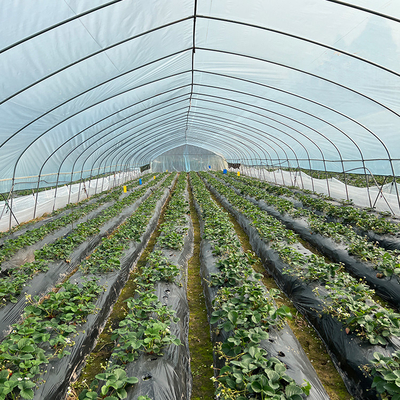Invernadero de la película plástica del túnel/control vegetal del clima del invernadero económico
