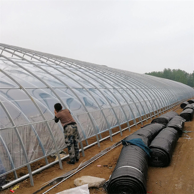 Invernadero solar pasivo del tomate de la agricultura con el sistema de calefacción