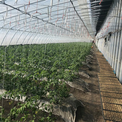 Invernadero solar pasivo del tomate de la agricultura con el sistema de calefacción