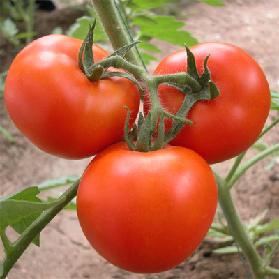 Película plástica del invernadero del túnel del crecimiento vegetal de tomate que cubre ULTRAVIOLETA tratada