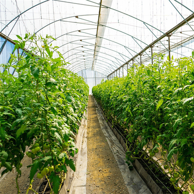 Plantas de la agricultura que crecen agrícolas el invernadero plástico del solo túnel del palmo de la película de polietileno