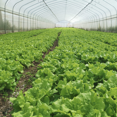 Casa de verde de un solo tramo productiva de la agricultura de los invernaderos del sistema de irrigación en venta