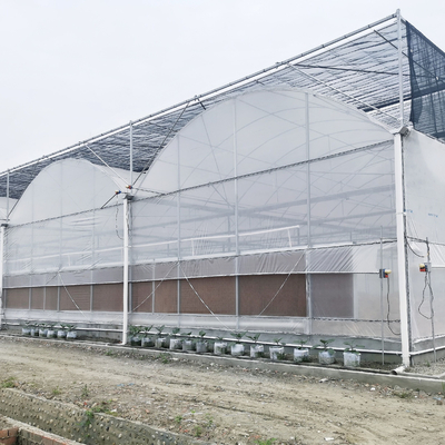 Invernadero hidropónico comercial del sistema Multispan del tomate con los sistemas de control del clima