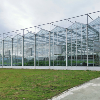 Vertical holandesa galvanizada vidrio plano del invernadero del vidrio de la estructura del invernadero de Duble del invernadero del Multi-palmo