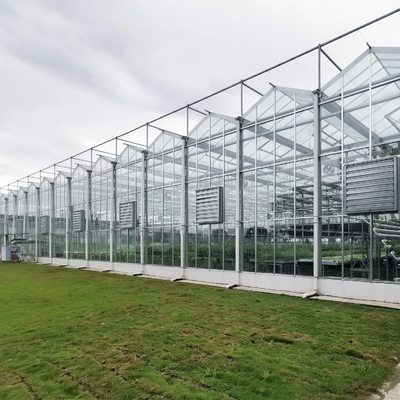 Vertical holandesa galvanizada vidrio plano del invernadero del vidrio de la estructura del invernadero de Duble del invernadero del Multi-palmo