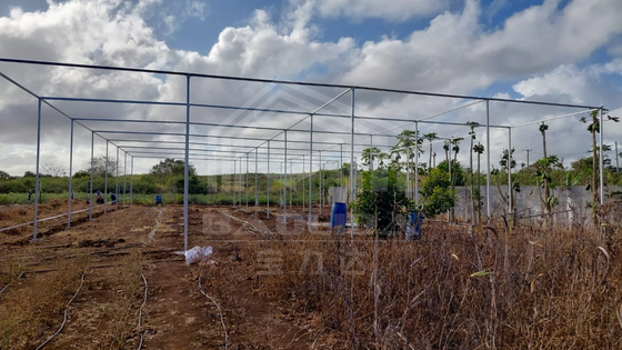 Tamaño de almacén barato Área tropical Ventilación Red de plástico Rectángulo Invernadero con red de sombra