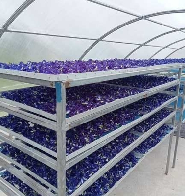 Invernadero de secado solar de hierbas de pescado con protección UV duradero con estructura estable para secado de plantas y alimentos