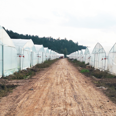 Invernadero de película de plástico cálido de una sola capa Malasia Invernadero de flores de tomate para la agricultura