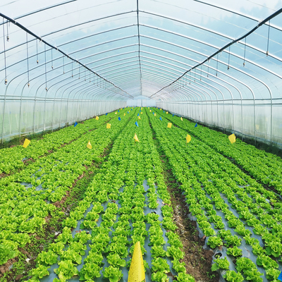 Invernadero de película de plástico cálido de una sola capa Malasia Invernadero de flores de tomate para la agricultura