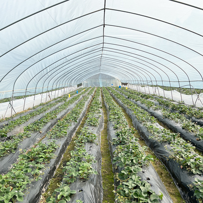 Venta en caliente Invernadero de fresas de túnel poli Agrícola Invernadero de una sola franja para el cultivo de fresas