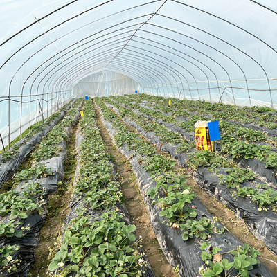 Venta en caliente Invernadero de fresas de túnel poli Agrícola Invernadero de una sola franja para el cultivo de fresas