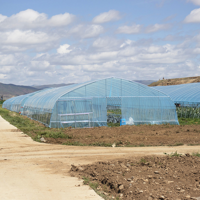 Venta en caliente Invernadero de fresas de túnel poli Agrícola Invernadero de una sola franja para el cultivo de fresas