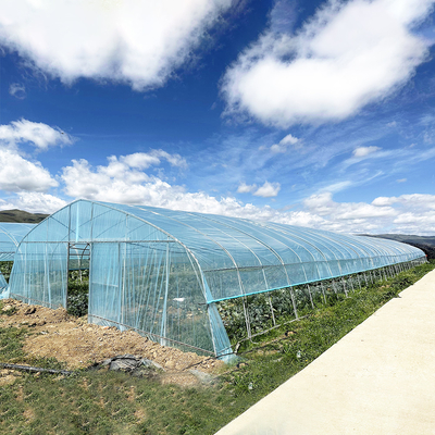 Venta en caliente Invernadero de fresas de túnel poli Agrícola Invernadero de una sola franja para el cultivo de fresas