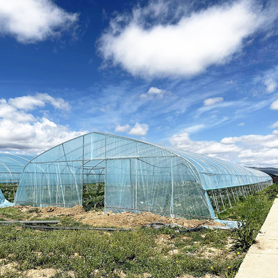 Venta en caliente Invernadero de fresas de túnel poli Agrícola Invernadero de una sola franja para el cultivo de fresas