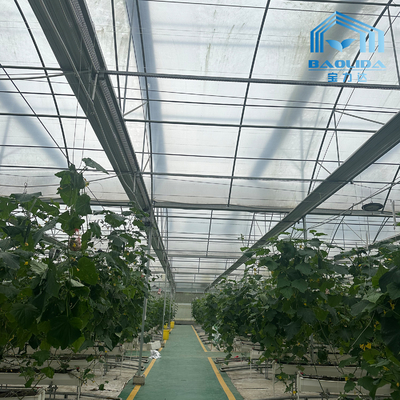 Invernadero de película de plástico de tomate para la venta