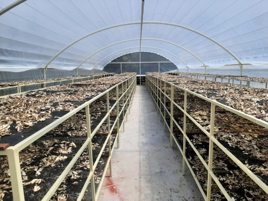 Entrega rápida 8*26 metros Secador solar único Invernadero Secado de alimentos Invernadero solar seco