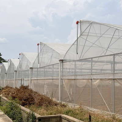 Sistema de control de la ventilación de refrigeración de las zonas tropicales Techo de dientes de sierra Poli invernadero multispano