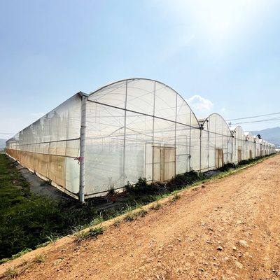 Agricultura Invernadero grande Cuadro metálico Vegetales de cultivo de múltiples bandas de longitud Túnel de cultivo de películas de múltiples bandas de longitud Invernadero