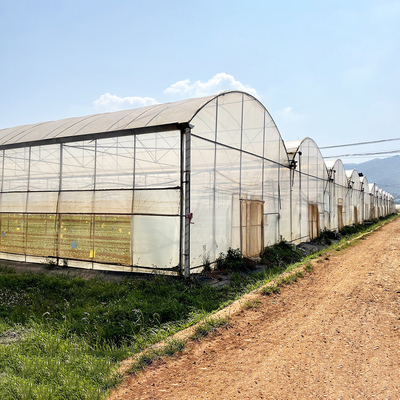 Agricultura Invernadero grande Cuadro metálico Vegetales de cultivo de múltiples bandas de longitud Túnel de cultivo de películas de múltiples bandas de longitud Invernadero