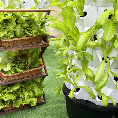 Kit de cultivo hidropónico automático con línea visible y cesta extraíble
