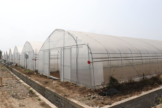Palmo de Polytunnel Sri Lanka Colombo Steel Frame Greenhouse Single