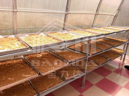 Chiles del tablero del policarbonato que secan el secador solar del invernadero para las frutas de las verduras