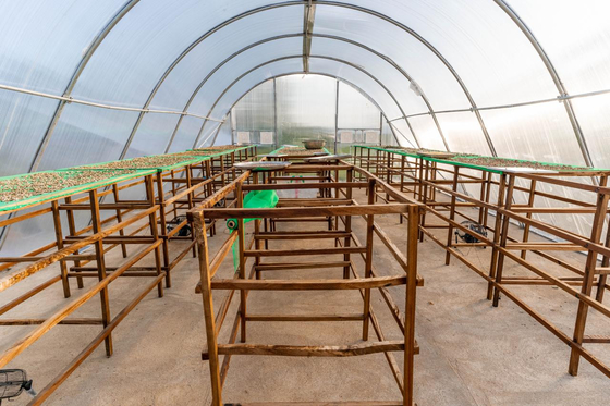 Invernadero de secado eficiente en energía con ventilación para el secado controlado de vegetales y hierbas