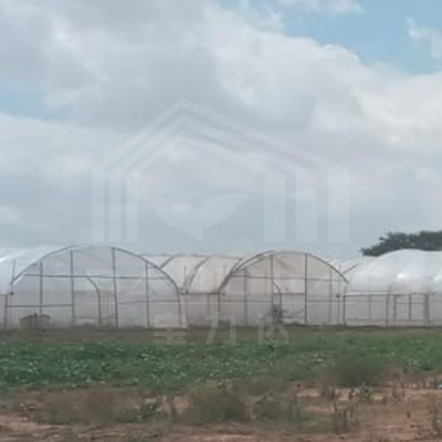 Invernadero galvanizado con túnel para una producción de verduras eficiente